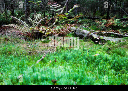 In prossimità della boccola di felce si trova un albero caduto. Forest autunno sfondo. Consistenza naturale. Foto Stock