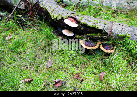 Il tronco di un albero si trova sull'erba su di esso cresce un fungo. Foto Stock