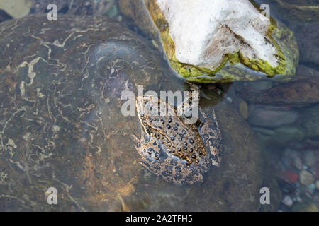 Columbia Spotted Frog (Rana luteiventris), immagine è stata scattata nel Parco Nazionale dei laghi di Waterton, Alberta, Canada Foto Stock