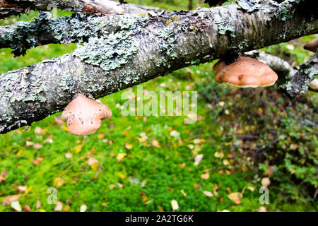 Crescono i funghi sul tronco di un albero rotto. Foresta di autunno sfondo. Foto Stock