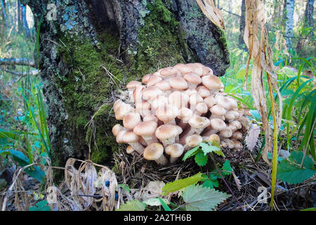 Armillaria mellea o miele commestibile fungo forest Foto Stock