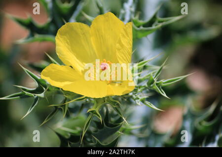 Fiore selvaggio Foto Stock