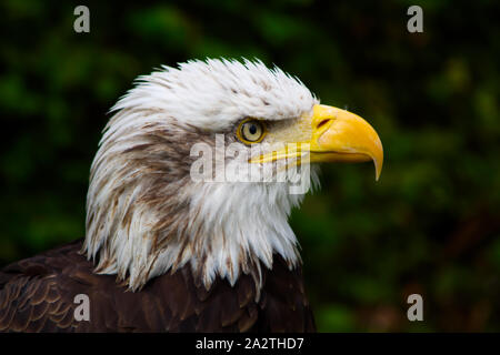 Staring American Bald Eagle Foto Stock