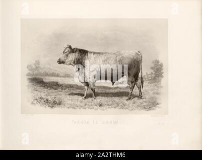 Bull di Durham 2, British razza bovina, Bull, firmato: Nadar j., ph, Oudet sculp, Pl. III, p. 17, Tournachon, Adrien Alban (Phot.); Oudet (sc.), Emile Baudement: Les razze bovini au concours universel agricole de Paris en 1856: études zootechniques. Bd. 2. Parigi: Imprimerie Impériale, MDCCCLXI [1861 Foto Stock