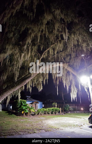 Coperte di muschio alberi di quercia sotto il lampione di notte. Foto Stock