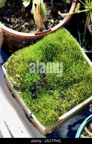 Moss che ricopre la superficie del terreno in una pentola Foto Stock