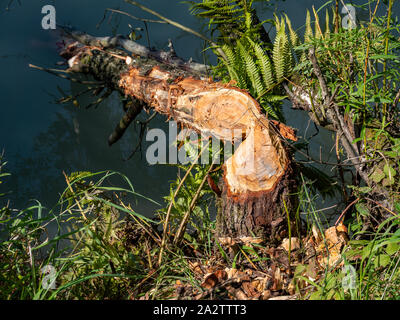 Tracce di beaver nella natura Foto Stock