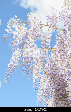 Bianco e viola il glicine in giardino con cielo blu su sfondo Foto Stock