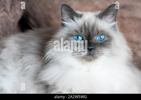 Il blu degli occhi di un gatto himalayano giacente su un divano dargli un luminoso e severo sguardo Foto Stock