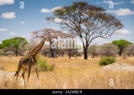 Giraffa africana in erba passando da nel parco nazionale del Serengeti. Tanzania. Incredibile cielo blu e albero verde e giallo Erba Foto Stock