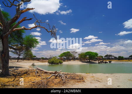 Famiglia di elefanti africani a bere un waterhole nel Parco Nazionale di Tarangire e. Tanzania. Incredibile cielo blu e verde albero in uno sfondo Foto Stock