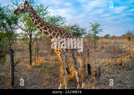 Giraffa africana nella golden erba mangiando tree per la prima colazione nel parco nazionale del Serengeti. Tanzania. Incredibile cielo blu e verdi alberi Foto Stock