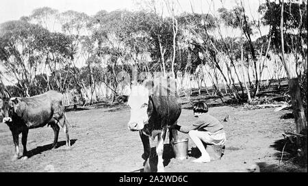 Negativo - Manangatang, Victoria, 1936, una giovane ragazza di mungere una mucca Foto Stock