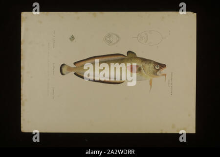 Litografico a prova di colore di un barbuto Rock Cod, Pseudophycis barbata da Port Phillip, da Arthur Bartholmew, litografica prova D di un barbuto Rock Cod, Pseudophicis barbata da Arthur Bartolomeo, pubblicato come piastra 20 in Prodromus della zoologia di Victoria da Federico McCoy Foto Stock