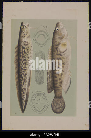 Prova litografica - inchiostro litografico & Matita su carta, colore prova un pubblicato come la piastra 27 in Prodromus della zoologia di Victoria da Federico McCoy Foto Stock