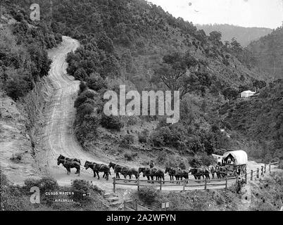 Negativo - Walhalla, Victoria, circa 1905, quattordici team cavallo tirando un carro merci su una strada molto ripida Foto Stock