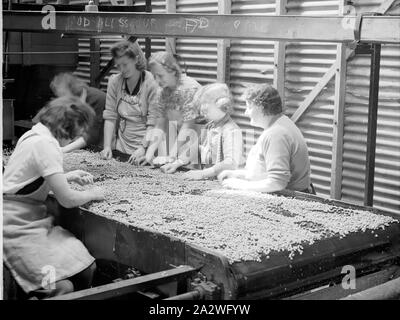 Vetro negativo - Membro Commissione dell'energia elettrica, Dingley, Victoria, Dec 1945, parte di una grande collezione fotografica di una lastra di vetro e la pellicola di negativi e stampe fotografiche e album fotografici, relative allo sviluppo della alimentazione elettrica industria in Victoria, azionato dal membro della Commissione di elettricità di Victoria (SECV) dal 1919 al 1993 e vari predecessore privati e comunali di alimentazione imprese risalente alla fine del 1880 Foto Stock