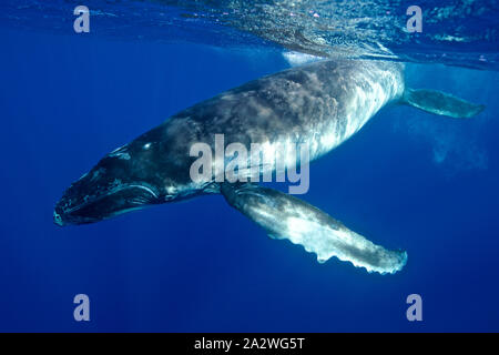 Un giocoso Humpback Whale calf fotografato realmente vicino, nelle limpide acque blu dell'Oceano Pacifico, in Polinesia francese Foto Stock