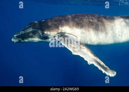 Un giocoso Humpback Whale calf fotografato realmente vicino, nelle limpide acque blu dell'Oceano Pacifico, in Polinesia francese Foto Stock