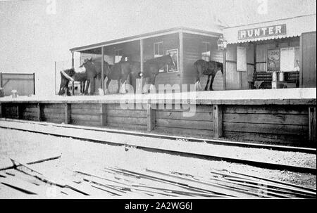 Negativo - Hunter, Victoria, 1925, cavalli sulla piattaforma di Hunter stazione ferroviaria. Essi sono il ricovero all'ombra della stazione veranda. La stazione edifici includono un piccolo edificio di legno e un piccolo ferro corrugato capannone. Un annuncio per un giardino zoologico è appeso al di sopra di un bancale in ferro corrugato capannone. I cavalli apparteneva al soldato di coloni e aveva vagato sulla piattaforma Foto Stock