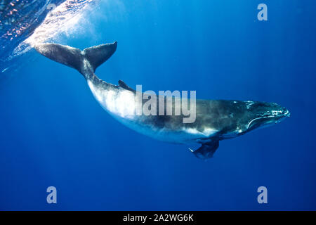 Corpo pieno ritratto di un giocoso Humpback Whale vitello, nelle limpide acque blu dell'Oceano Pacifico, in Polinesia francese Foto Stock