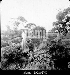 Lantern Slide - Lady nel campo raccolta di fiori selvatici, Aspendale, Victoria, circa 1900, in bianco e nero lanterna in vetro scorrevole del lady in un campo di raccolta di fiori selvatici, sospettato di essere Elizabeth Campbell, moglie del fotografo A.J. Campbell. Questo è uno di una grande collezione di immagini da A.J Campbell detenute nel A.J. Campbell raccolta dal Museo Victoria Foto Stock