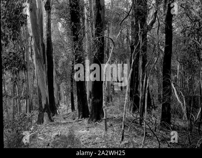 Lantern Slide - Yarra superiore via, Victoria, 1904-1907, immagine in bianco e nero della macchia densa che può essere trovato lungo la Yarra superiore via, fotografata da A.J. Campbell che ha organizzato due passeggiate trekking della Yarra superiore via, uno nel 1904 e l'altra nel 1907. uno dei tanti formante la A.J. Campbell raccolta conservata dal Museo Victoria Foto Stock