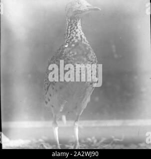 Lantern Slide - Plains Wanderer, Pedionomus torquatus, Australia, data sconosciuta, immagine in bianco e nero di una pianura Wanderer, un piccolo uccello circa le dimensioni di una quaglia, fotografata da H.A. Purnell. Uno dei tanti formante la A.J. Campbell raccolta conservata dal Museo Victoria Foto Stock
