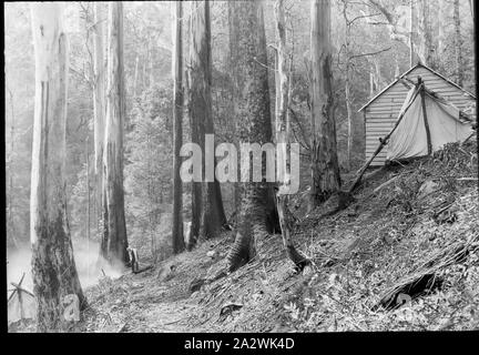 Lantern Slide - Yarra superiore via, Dandenongs, Victoria, data sconosciuta, immagine in bianco e nero di una cabina sulla parte superiore Yarra via, fotografata da A.J. Campbell. Questo è uno dei molti lanterna in vetro le diapositive che formano la A.J. Campbell Collezione detenute da musei Victoria Foto Stock