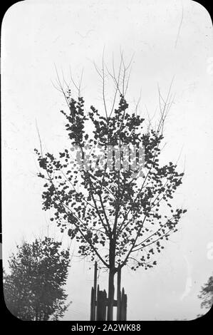 Lantern Slide - giovane albero nel giardino, Australia, data sconosciuta, immagine in bianco e nero di un giovane albero in un giardino, fotografata da A.J. Campbell Foto Stock