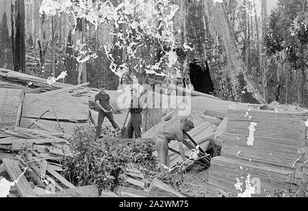 Negativo - tre uomini i registri di sdoppiamento da albero, conche Hill District, Victoria, circa 1920, tre uomini splitting log da un albero molto grande Foto Stock