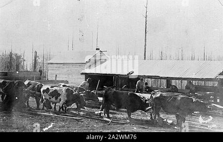 Negativo - Team di giovenco fuori del Riegel Segheria, conche Hill District, Victoria, circa 1920, un team di giovenco fuori del Riegel segheria. Vi è un gruppo di lavoratori dietro il giovenco team Foto Stock