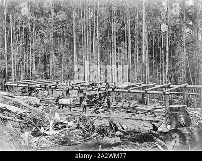 Negativo - Lavoratori presso la Riegel Bros' Timbermill, conche Hill District, Victoria, circa 1895, lavoratori a timbermill appartenenti al Riegel fratelli Foto Stock