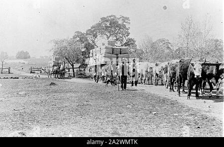 Negativo - giovenco Team tirando un carro caricato con balle di lana, Langi Kal Kal, Trawalla, Victoria, 1909, un team di giovenco tirando un carro caricato con balle di lana, cavalli tirando un simile carico in background Foto Stock