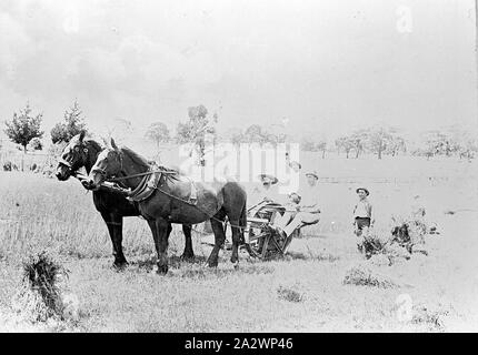 Negativo - Linton, Victoria, pre 1900, Raccolta di prodotti a granella su 'Newland' station Foto Stock