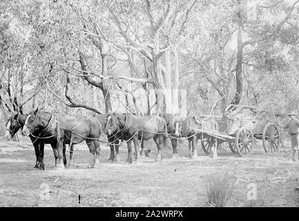 Negativo - Merino District, Victoria, 1910, sei team cavallo tirando un carro caricato con legno Foto Stock