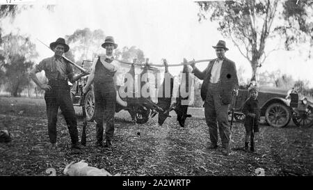 Negativo - Swan Hill District, Victoria, 1925, tre uomini e un ragazzo con un volume di catture di quattro maiali selvatici. Ci sono due vetture in background Foto Stock