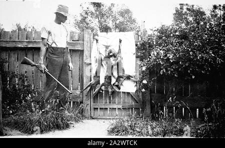 Negativo - Mallacoota District, Victoria, circa 1930, un uomo con tre morti volpi infilate fino a un cancello. L'uomo è in possesso di un fucile Foto Stock