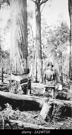 Negativo - Ensay District, Victoria, circa 1920, una axman accanto ad un albero che ha già anello-abbaiato Foto Stock