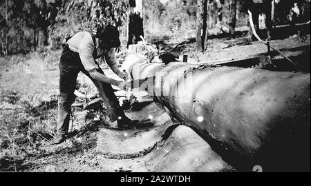 Negativo - Ensay District, Victoria, circa 1920, un uomo segagione di un registro di grandi dimensioni. Egli si è staccata la corteccia disattivato il registro Foto Stock