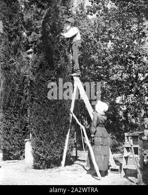 Negativo - Uomo Cyrpus Trimming Tree, Nuovo Galles del Sud, circa 1890, un uomo anziano trimming di un cipresso. Egli si trova in precario equilibrio sul gradino più alto di una scala che è tenuto da una donna Foto Stock