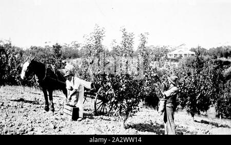 Negativo - Mount Eliza District, Victoria, circa 1910, uomini raccolta di mele su 'Halcyon' station Foto Stock