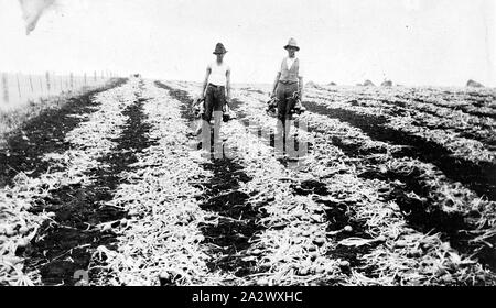 Negativo - Distretto di Geelong, Victoria, circa 1925 lavoratori cipolle di raccolta Foto Stock