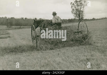 Fotografia - H.V. McKay Massey Harris, Sunshine rastrello da fieno, 1946, fotografia di un cavallo disegnato hay rake. una raccolta di fotografie, film in movimento, artefatti, documenti e pubblicazioni commerciali relative alla Massey Ferguson (Aust.) Ltd. La Australian operazioni di questa società erano originariamente fondata come Hugh V. McKay nel 1890s. Nel 1930 si è fusa con la Massey Harris, l'australiano operazioni per diventare H.V. McKay Massey Harris Pty Ltd. Nel 1955 Foto Stock