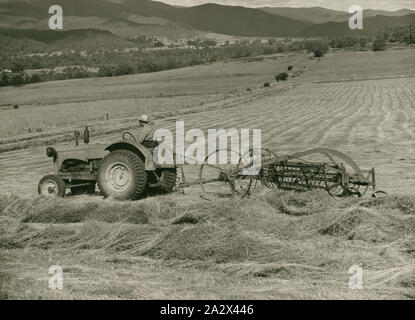 Fotografia - Massey Ferguson, fieno rastrello, 1946, fotografia di trattore con Consegna laterale rastrello fieno. una raccolta di fotografie, film in movimento, artefatti, documenti e pubblicazioni commerciali relative alla Massey Ferguson (Aust.) Ltd. La Australian operazioni di questa società erano originariamente fondata come Hugh V. McKay nel 1890s. Nel 1930 si è fusa con la Massey Harris, l'australiano operazioni per diventare H.V. McKay Massey Harris Pty Foto Stock