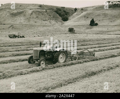 Fotografia - Massey Ferguson, fieno rastrello, 1948, fotografia di trattore con Consegna laterale rastrello fieno. una raccolta di fotografie, film in movimento, artefatti, documenti e pubblicazioni commerciali relative alla Massey Ferguson (Aust.) Ltd. La Australian operazioni di questa società erano originariamente fondata come Hugh V. McKay nel 1890s. Nel 1930 si è fusa con la Massey Harris, l'australiano operazioni per diventare H.V. McKay Massey Harris Pty Foto Stock