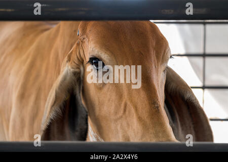 Un triste eyed mucca guarda fuori dal suo paddock presso il Virginia State Fair. Foto Stock