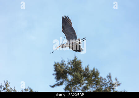 Airone blu costruendo il suo nido a Delta BC Canada Foto Stock