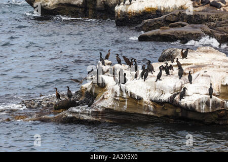 Brandt il cormorano (Phalacrocorax penicillatus), la Jolla Beach, California, Stati Uniti d'America Foto Stock