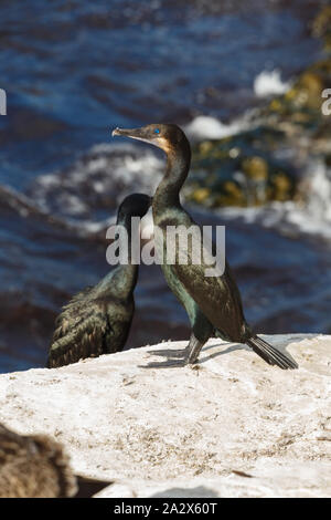 Brandt il cormorano (Phalacrocorax penicillatus), la Jolla Beach, California, Stati Uniti d'America Foto Stock